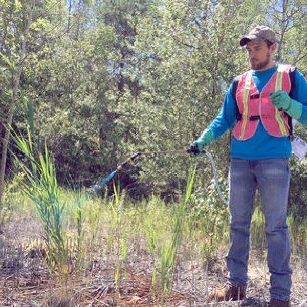 Mixed News on Invasive Species Front Vermont Invasives